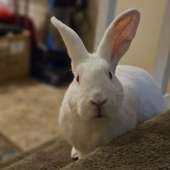 Meet your Posher, Pat - Picture 4 of 17